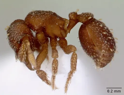 Eurhopalothrix australis specimen CASENT0172464 image casent0172464_3