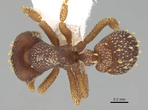 Eurhopalothrix australis specimen CASENT0914893 image casent0914893_1