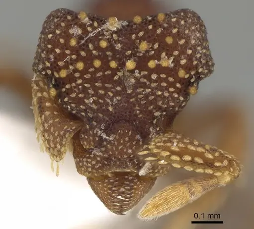 Eurhopalothrix australis specimen CASENT0914893 image casent0914893_2