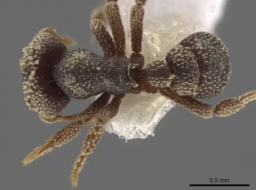 Eurhopalothrix biroi specimen CASENT0219333 image casent0219333_1