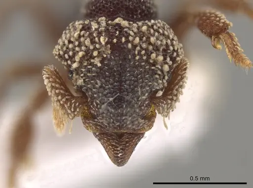 Eurhopalothrix biroi specimen CASENT0219333 image casent0219333_2
