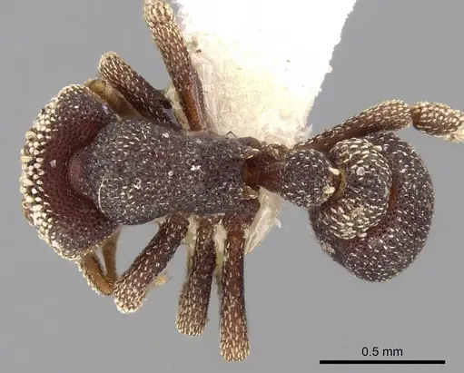 Eurhopalothrix biroi specimen CASENT0280770 image casent0280770_1