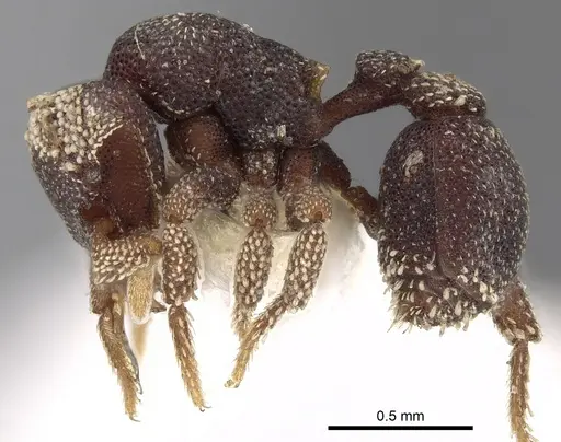 Eurhopalothrix biroi specimen CASENT0280770 image casent0280770_3