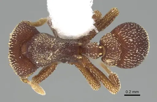 Eurhopalothrix biroi specimen CASENT0914895 image casent0914895_1