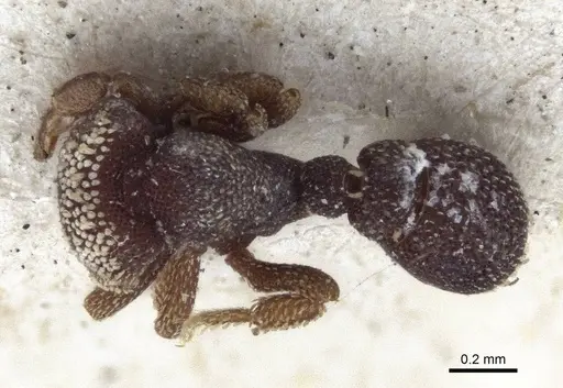 Eurhopalothrix biroi specimen CASENT0916632 image casent0916632_1