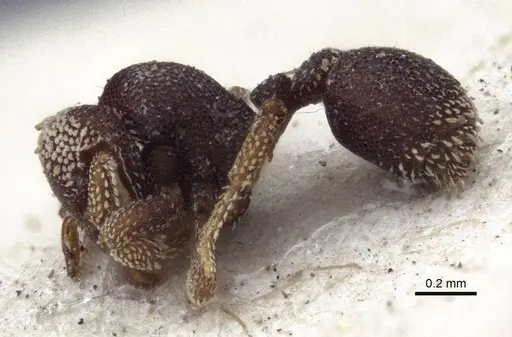 Eurhopalothrix biroi specimen CASENT0916632 image casent0916632_3
