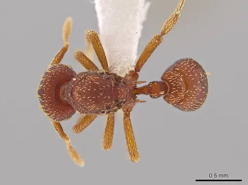 Eurhopalothrix bolaui specimen CASENT0619923 image casent0619923_1