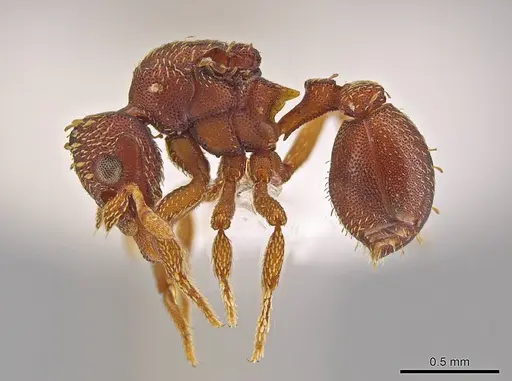 Eurhopalothrix bolaui specimen CASENT0619923 image casent0619923_3