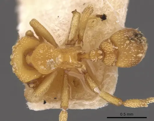 Eurhopalothrix bolaui specimen CASENT0900929 image casent0900929_1