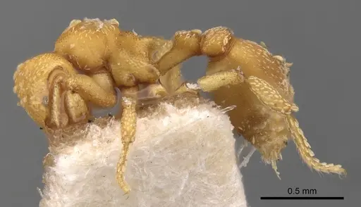 Eurhopalothrix bolaui specimen CASENT0900929 image casent0900929_3