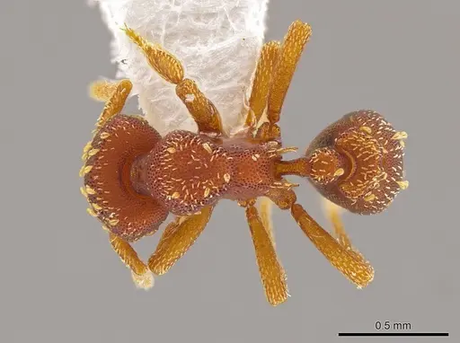 Eurhopalothrix bolaui specimen INBIOCRI001222540 image inbiocri001222540_1