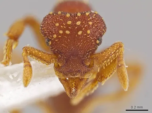 Eurhopalothrix bolaui specimen INBIOCRI001222540 image inbiocri001222540_2