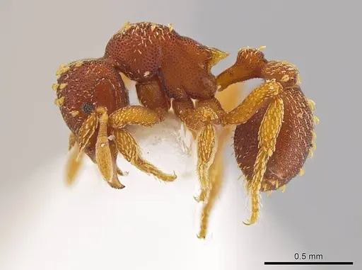 Eurhopalothrix bolaui specimen INBIOCRI001222540 image inbiocri001222540_3