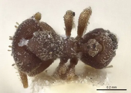 Eurhopalothrix brevicornis specimen CASENT0916625 image casent0916625_1