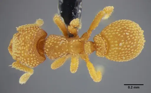 Eurhopalothrix bruchi specimen ANTWEB1032114 image antweb1032114_1