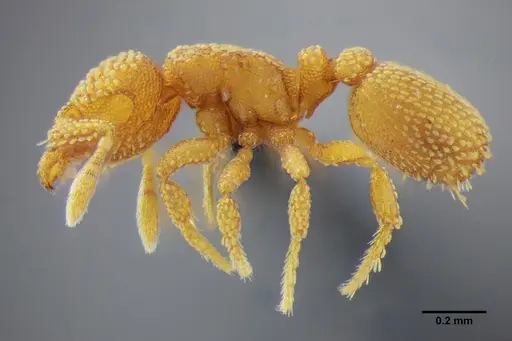 Eurhopalothrix bruchi specimen ANTWEB1032114 image antweb1032114_3