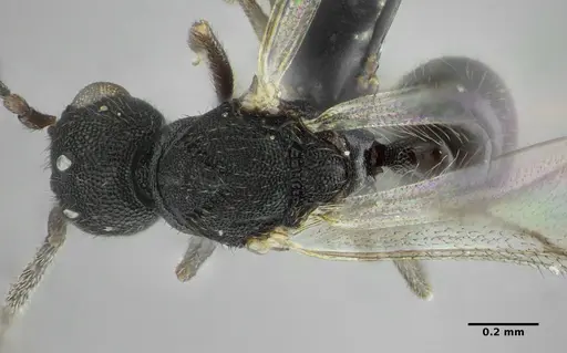 Eurhopalothrix bruchi specimen ANTWEB1032901 image antweb1032901_1