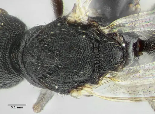 Eurhopalothrix bruchi specimen ANTWEB1032901 image antweb1032901_2