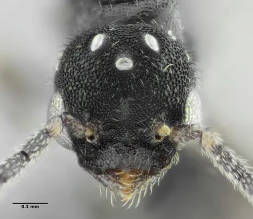 Eurhopalothrix bruchi specimen ANTWEB1032901 image antweb1032901_3