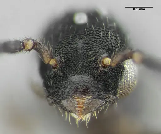 Eurhopalothrix bruchi specimen ANTWEB1032901 image antweb1032901_4