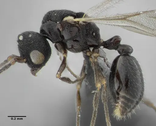 Eurhopalothrix bruchi specimen ANTWEB1032901 image antweb1032901_5