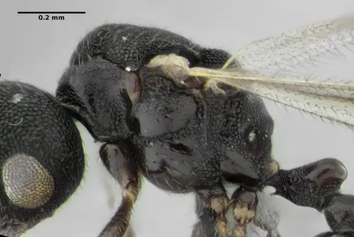Eurhopalothrix bruchi specimen ANTWEB1032901 image antweb1032901_6