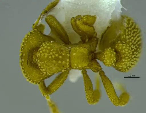 Eurhopalothrix bruchi specimen ANTWEB1048561 image antweb1048561_1