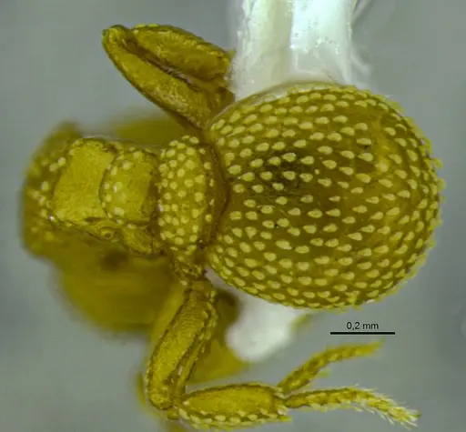 Eurhopalothrix bruchi specimen ANTWEB1048561 image antweb1048561_2