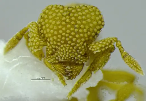 Eurhopalothrix bruchi specimen ANTWEB1048561 image antweb1048561_3