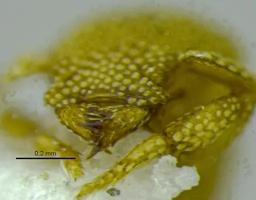 Eurhopalothrix bruchi specimen ANTWEB1048561 image antweb1048561_4