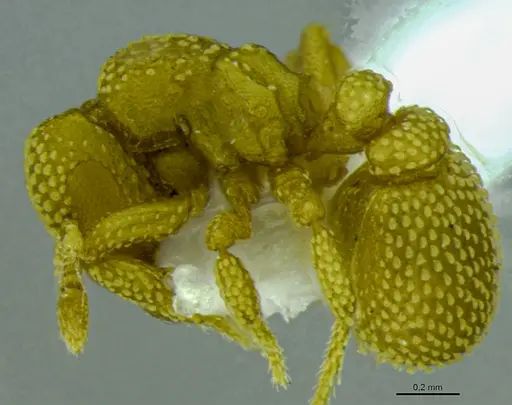 Eurhopalothrix bruchi specimen ANTWEB1048561 image antweb1048561_5
