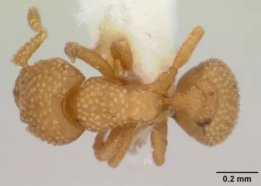 Eurhopalothrix bruchi specimen CASENT0173970 image casent0173970_1