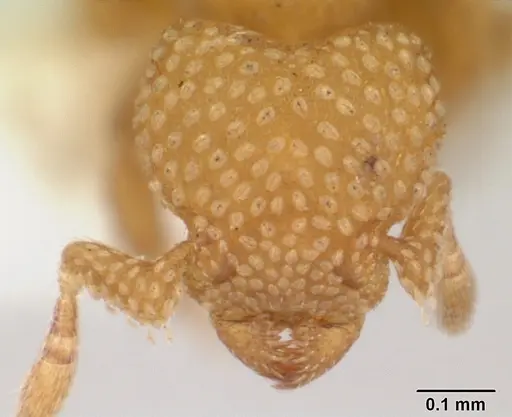 Eurhopalothrix bruchi specimen CASENT0173970 image casent0173970_2