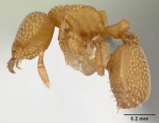 Eurhopalothrix bruchi specimen CASENT0173970 image casent0173970_3