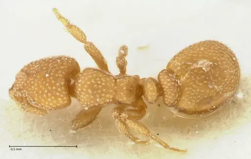 Eurhopalothrix bruchi specimen FOCOL2180 image focol2180_1