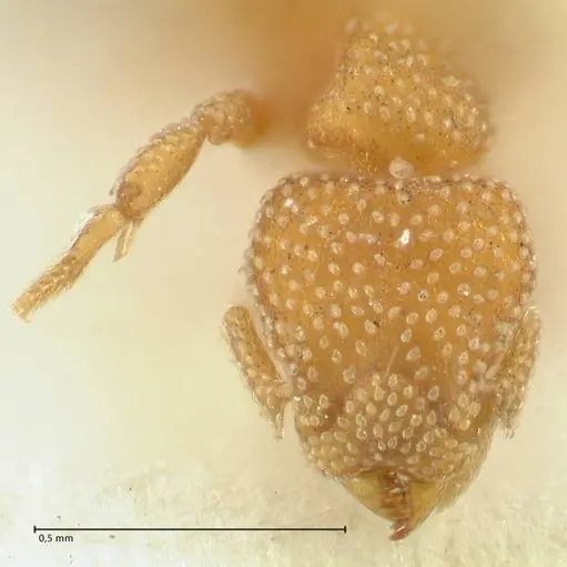 Eurhopalothrix bruchi specimen FOCOL2180 image focol2180_2