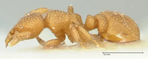 Eurhopalothrix bruchi specimen FOCOL2180 image focol2180_3