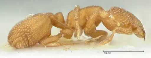 Eurhopalothrix bruchi specimen FOCOL2180 image focol2180_4