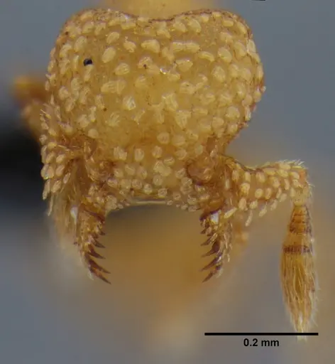 Eurhopalothrix bruchi specimen UFV-LABECOL-000690 image ufv-labecol-000690_1