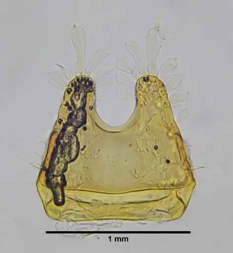Eurhopalothrix bruchi specimen UFV-LABECOL-000690 image ufv-labecol-000690_2