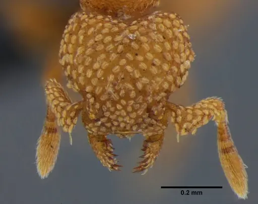 Eurhopalothrix bruchi specimen UFV-LABECOL-001527 image ufv-labecol-001527_2