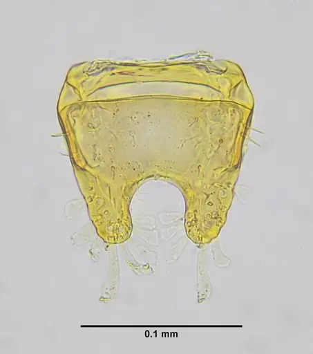 Eurhopalothrix bruchi specimen UFV-LABECOL-001527 image ufv-labecol-001527_3
