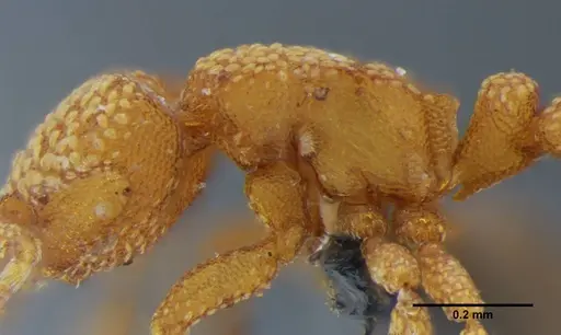 Eurhopalothrix bruchi specimen UFV-LABECOL-001527 image ufv-labecol-001527_5