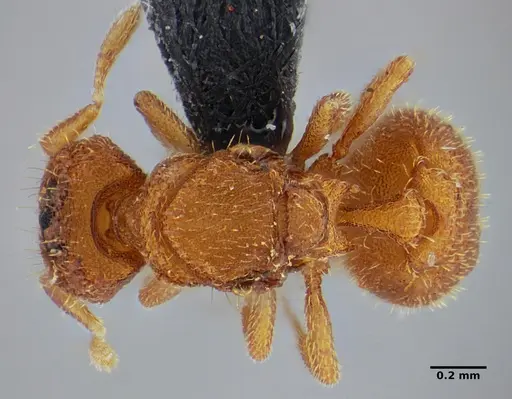 Eurhopalothrix bruchi specimen UFV-LABECOL-001528 image ufv-labecol-001528_1