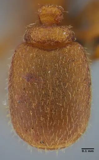 Eurhopalothrix bruchi specimen UFV-LABECOL-001528 image ufv-labecol-001528_2