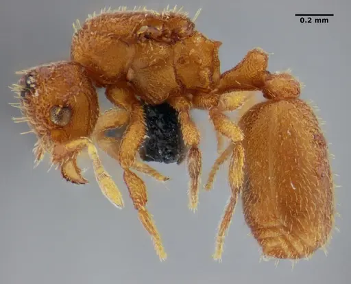 Eurhopalothrix bruchi specimen UFV-LABECOL-001528 image ufv-labecol-001528_5