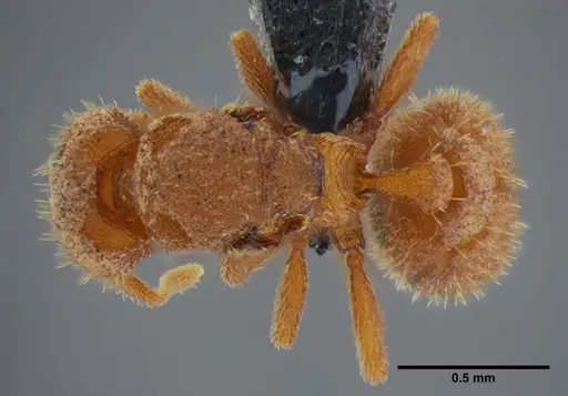 Eurhopalothrix bruchi specimen UFV-LABECOL-001529 image ufv-labecol-001529_1
