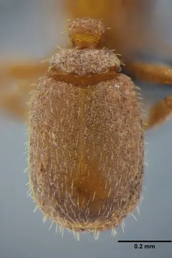 Eurhopalothrix bruchi specimen UFV-LABECOL-001529 image ufv-labecol-001529_2