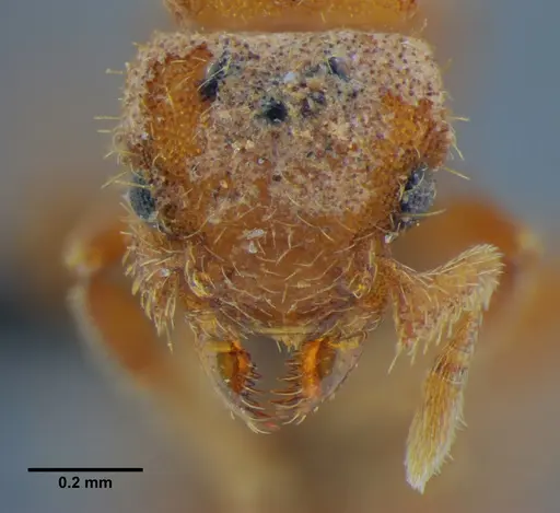Eurhopalothrix bruchi specimen UFV-LABECOL-001529 image ufv-labecol-001529_3