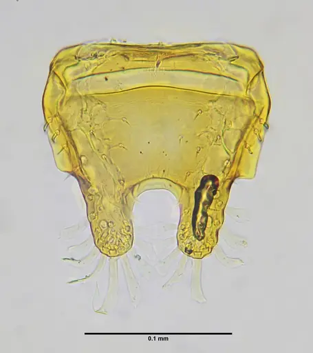 Eurhopalothrix bruchi specimen UFV-LABECOL-001529 image ufv-labecol-001529_4